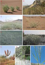 Image result for Coelachyrum