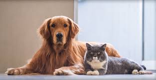 Browse our list of 57 cat breeds to find the perfect cat breed for you, and then find adoptable cats and cat shelters close to you. Pet Boarding Bangor Me Bear Brook Kennel
