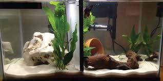 The downside of having a divided tank is that there will always be a risk of one fish getting loose. Divided Betta Tank Bettafish Org