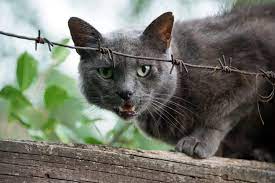 Check out these tips on how to tame a feral cat. How To Tame Feral Cats And Kittens