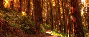 Muir woods forest path and redwood trees photo. How Are California S Redwood Forests Weathering Fires And Climate Change