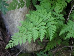 Image result for Pellaea longipilosa