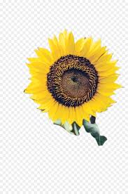 Gratis dua potong bunga matahari, umum bunga matahari apakah anda mencari gambar transparan logo, kaligrafi, siluet di dua potong bunga matahari. Umum Bunga Matahari Biji Bunga Matahari Bunga Potong Gambar Png