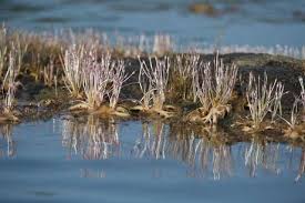 Image result for Podostemaceae