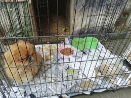 Ankara Da Petshopa Baskin 19 Hayvan Barinaga Teslim Edildi