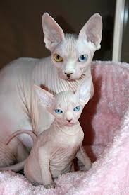 Pin Von Molly Peters Auf Animals Katzen Sphynx Katze Und Katzen Rassen