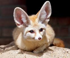 Pin By Robin Sgroi On Adorable Pets Bizarre Animals Fox Species Animals