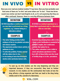 In Vivo Vs In Vitro Differences Between In Vitro Vs In Vivo 7 E S L In Vivo Confusing Words Jpg Vs Jpeg