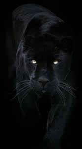 Find the perfect black panther animal stock photos and editorial news pictures from getty images. Pin On Android Phone Wallpaper