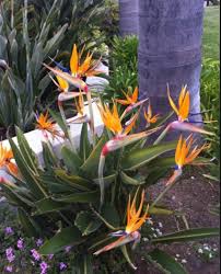 Bird Of Paradise Flower Bouquet Uk Pin On Divine Botanicall