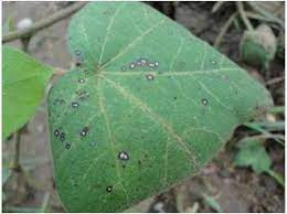 Index of /ta/crop_protection/cotton_disease_images
