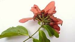 Image result for Flabellariopsis acuminata