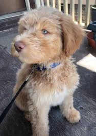 A husky poodle mix can weigh up to 70lbs. Huskydoodle Puppy With Awesome Puppy Eyes Fall In Puppy Love With This Cute Dog Mix Cute Dog Mixes Puppies Funny Cute Puppy Pictures