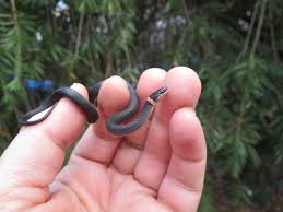 Check spelling or type a new query. Black Snake With Gold Ring Around Neck Novocom Top