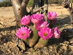 Image result for Cactaceae