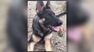 Maybe you would like to learn more about one of these? Shreveport Woman S Missing Dog Post Goes Viral News Ktbs Com
