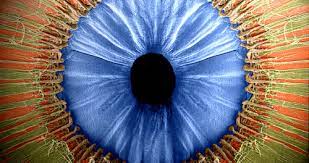 Al Microscopio Sem Y Coloreado El Iris Humano Imagen De La University Of Delaware Fun Science Iris University Of Delaware