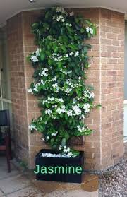 Top 10 Pergola Plants To Grow In Your Pots Plants Container Gardening Garden Vines