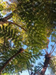 Image result for Cyathea manniana