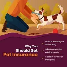 As the most basic level of coverage, it covers vet care if your pet gets hurt how do i compare cheap pet insurance? Why You Should Get Pet Insurance Petinsurance Theinsuredpet Welovepets Pet Insurance Reviews Pet Insurance Best Pet Insurance