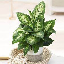 Pay attention to the soil. 20 Different Types Of Dieffenbachia Plants Dumb Cane Varieties