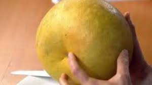 Mudas Cítricas - Frutasbella