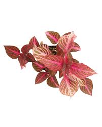 Image result for Iresine