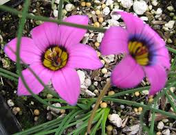 Image result for Romulea