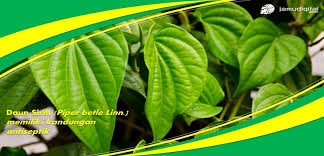 Maybe you would like to learn more about one of these? Membuat Antiseptik Alami Daun Sirih
