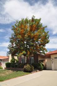 Image result for Grevillea robusta