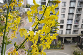 Growing brussels sprouts from seeds. 10 Reasons To Grow Your Own Brussel Sprouts Delicious Travels Through Flavour Country