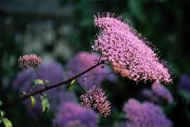 We carry a large variety of pampas types in natural colour, bleach white, pink and other mesmerizing colors. Filler Flowers For Wedding Bouquets