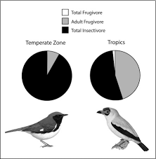 Image result for Ancylobothrys robusta