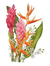 Ginger Flower Illustration Pesquisa Google Flower Drawing Floral Watercolor Watercolor Flowers