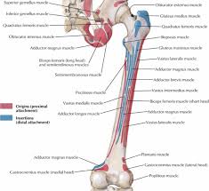 Last ossification center to fuse in distal humerus. Http Www Kgmu Org Digital Lectures Medical Anatomy Femur And Patella Pdf