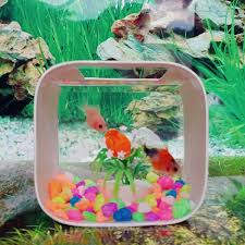 Aquarium air tawar, jual aquarium, cara membuat aquarium unik. Jual Aquarium Ikan Cupang Mini Kotak Unik Costom Kota Bandung Mini Unik Tokopedia