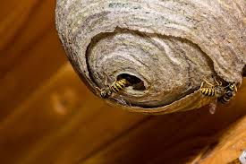 The wasps audibly pelt the camera lens, sounding like rain, as professional bee remover verret walks toward the nest. How To Get Rid Of A Wasps Nest How To Kill Hornets And Wasps