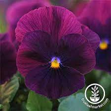 How To Grow Pansies And Violas For Multi Season Color Gardener S Path Pansies Flowers Winter Pansies Flower Seeds