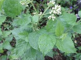 Image result for Microglossa