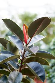 Image result for ficus elastica flower