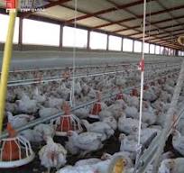 Proveedores OEM de construcción de galpones para aves de ...