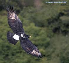 Small Birds Of Prey South Africa Photo By Mbenadiephoto Taken Magaliesberg Mountains Gauteng South Africa With Images Birds Of Prey Eagle Birds