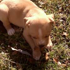 Caillou As A Puppy Puppies Labrador Retriever Dogs
