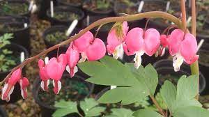 Old Fashioned Bleeding Hearts Dicentra Another Early Spring Shade Lover Spring Shades Bleeding Hearts Early Spring