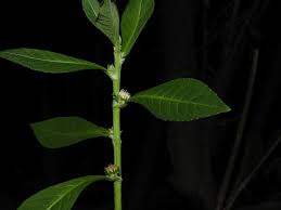 Image result for Struchium