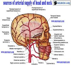 Ploaded with beautifully illustrated diagrams clearly and quiz 13 arteries of the neck diagram quizlet. Pin On Stroke