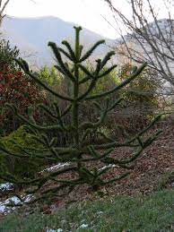 Great savings & free delivery / collection on many items. Nama Biasa Araucaria Araucana