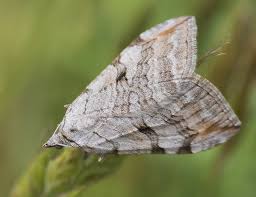 Image result for Aplocera efformata