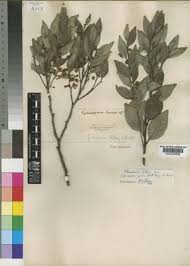 Image result for Pterocelastrus