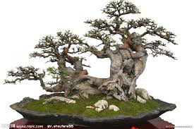 Bonsai More Pins Like This At Fosterginger Pinterest Pohon Bonsai Bonsai Kebun